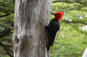 Carpintero Gigante (Campephilus magellanicus)